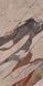 Breccia Sicilia BrSic фото 3
